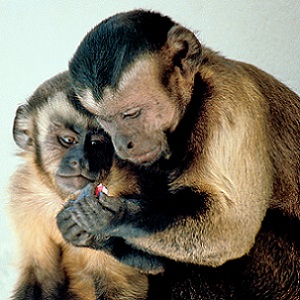 Many conservationists and animal welfare advocates are against keeping wild exotics such as these capuchin monkeys as pets.