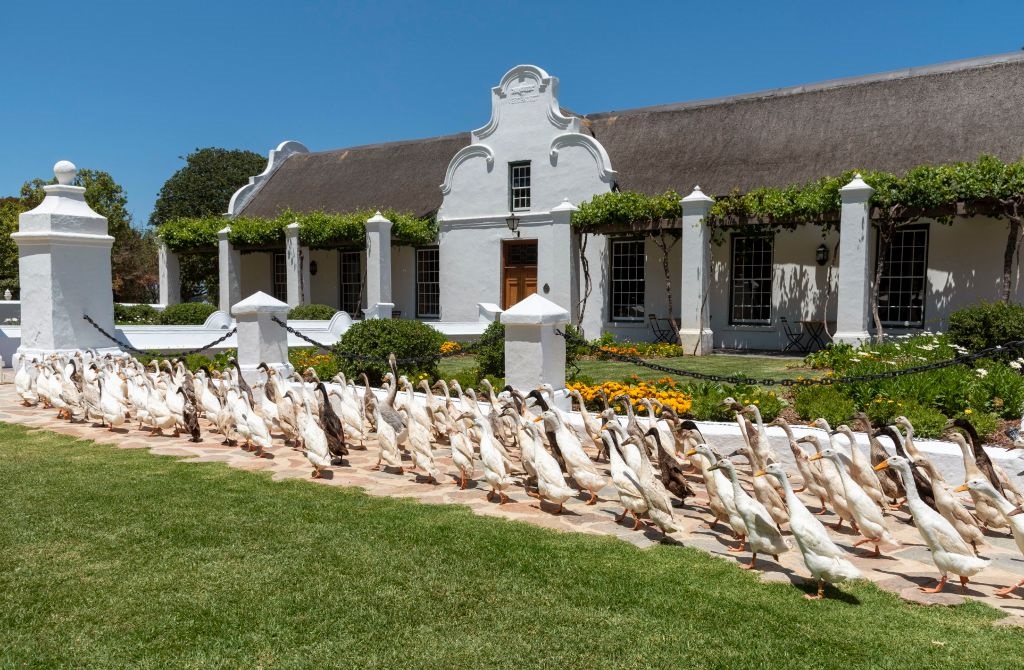 A flock of Indian Runner ducks at Vergenoegd wine estate in Stellenbosch.