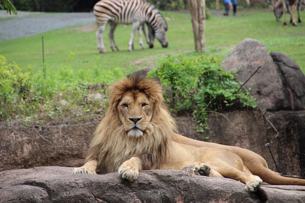South African lions, pumas contracted Covid-19 from zoo workers - study - News24