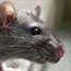 Get rid of rats, before they get rid of you!