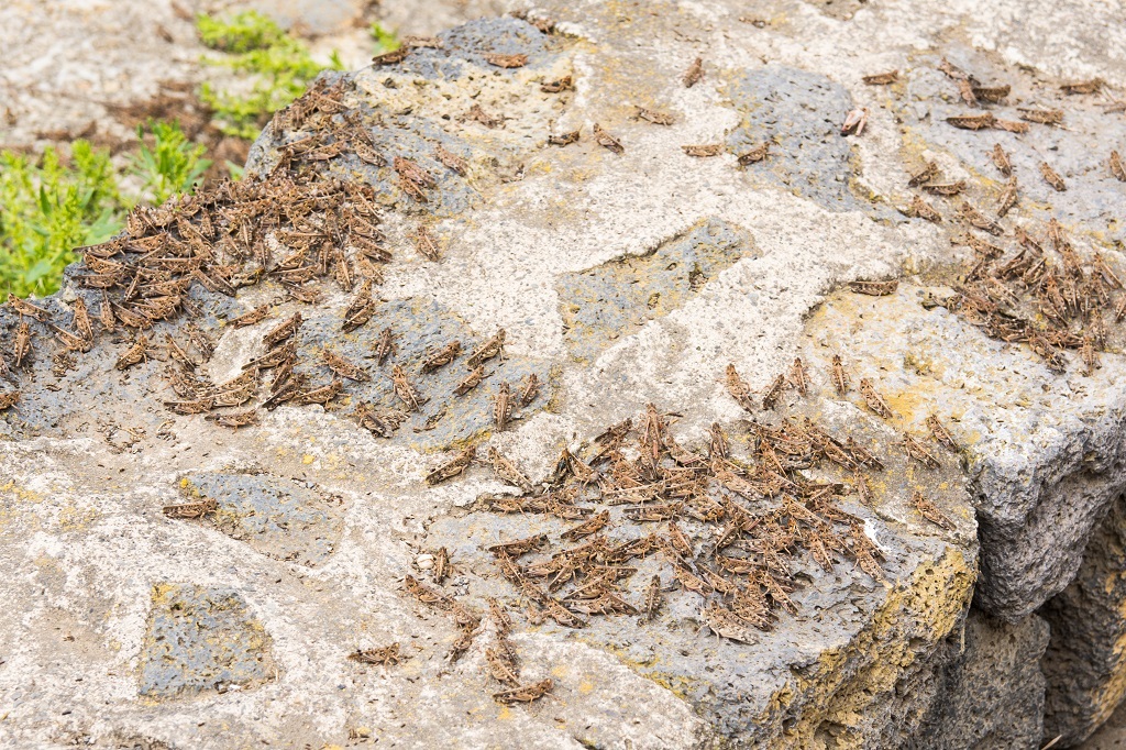 WATCH US town bowled over by invasion of crickets Business