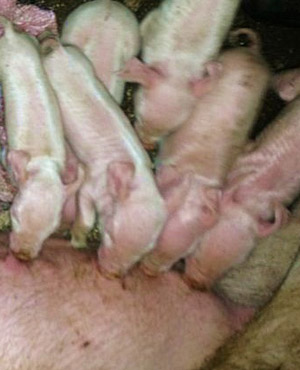 The couple have 21 pigs but plenty more are on their way with two sows expected to give birth to 10 piglets each. <a href="http://www.fin24.com/Multimedia/A-passion-for-piggery-20130709">View gallery</a>.