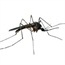 Central America prepares for dengue epidemic 