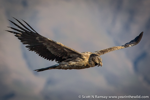 Wild Drakensberg Giants Castle Traveller24