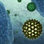 Hepatitis B and HIV combo may promote liver cancer