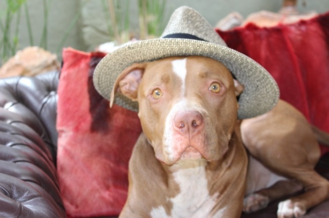 Blaze recently retired as a canine blood donor after years of service. (PHOTO: Supplied)