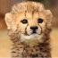 Samara rescues baby cheetah