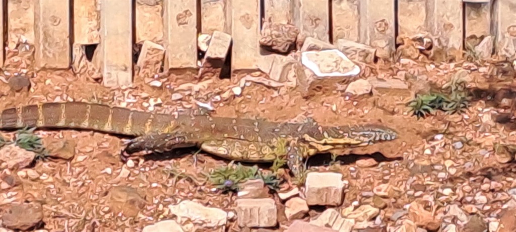 A giant lizard has left residents of Bekkersdal living in fear. Photo by Sammy Moretsi