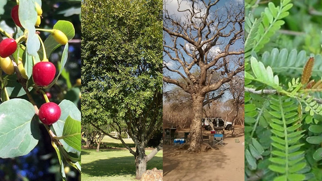 south african national tree