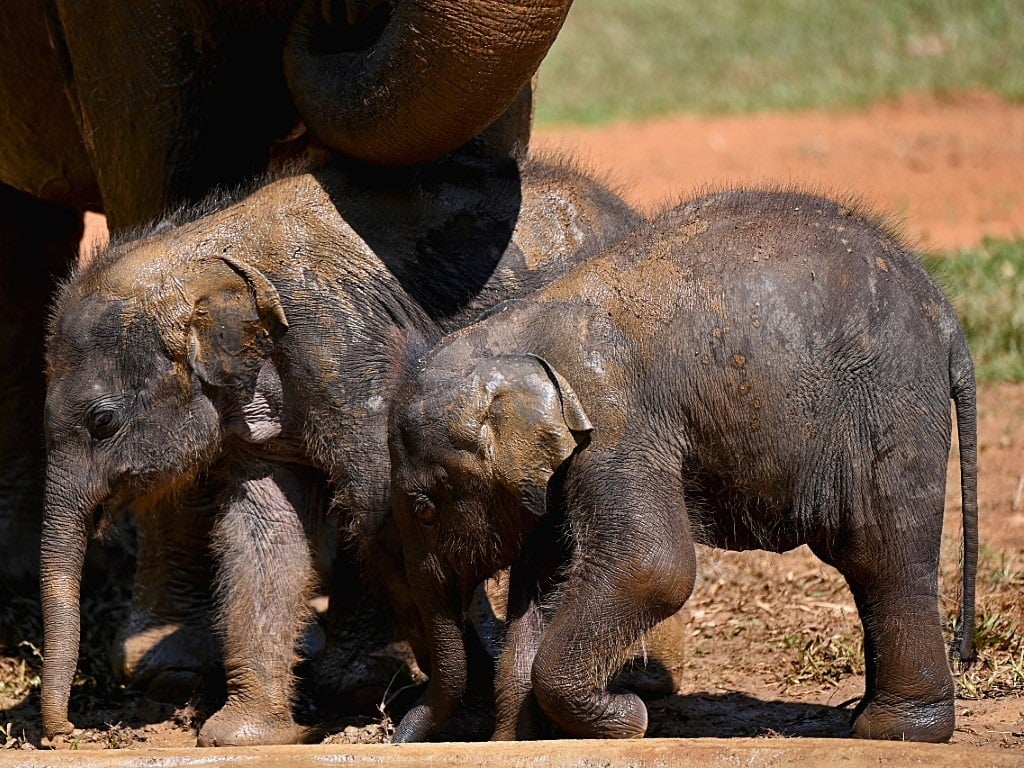‘Sentuh dan pergi’ untuk bayi gajah kembar langka yang lahir di Kenya