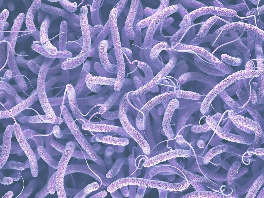 A bacterium called Vibrio cholerae causes cholera infection. 