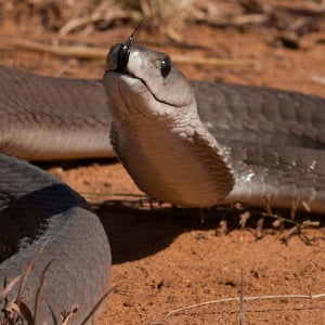 A black mamba snake. (Shutterstock)