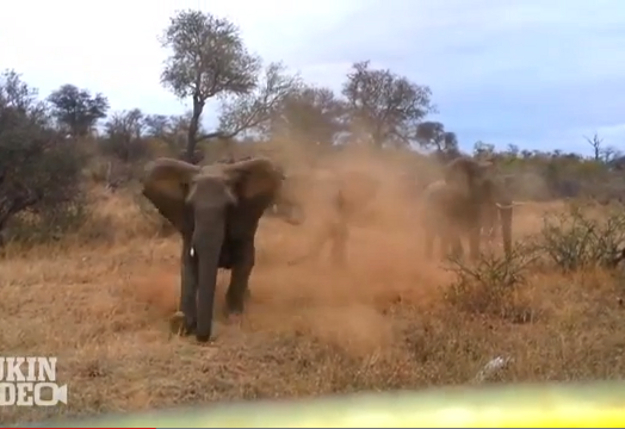 Elephant attacks safari jeep | News24