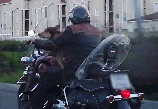 <b>IT’S A DOG’S LIFE:</b> A reader spotted a dog riding a motorcycle near Century City, Cape Town. The video shows the dog sitting on what appears to be a bed/seat fastened in front of the rider. <i>Image: YOUTUBE</i>