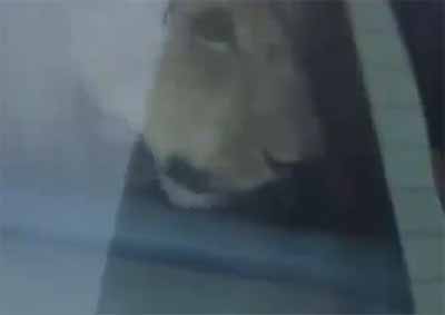 <b>THE ARABIAN LION:</B> A brave driver saw a lion roaming the streets of Kuwait and decided to catch it by luring the runaway animal into his car. <i>Image: Youtube</i>