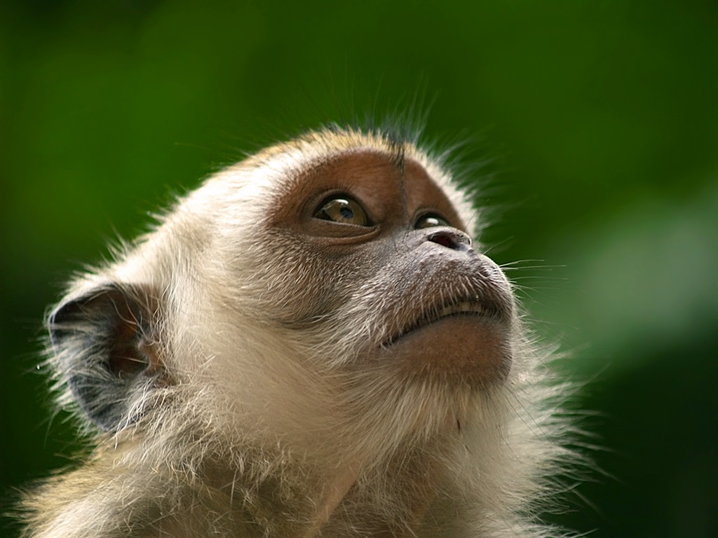 A Cynomolgus monkey. (Getty Images)