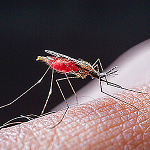 Malaria occurs when a parasite from the species Plasmodium infects a person's red blood cells.  (Shutterstock)