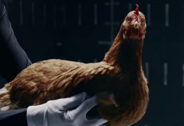 <b>MERC’S CHICKEN TESTERS:</b> Mercedes-Benz educates potential buyers on its Magic Body Control with the help of feathery-testers. Check out the automaker’s hilarious chicken ad. <i>Image: YOUTUBE</i>