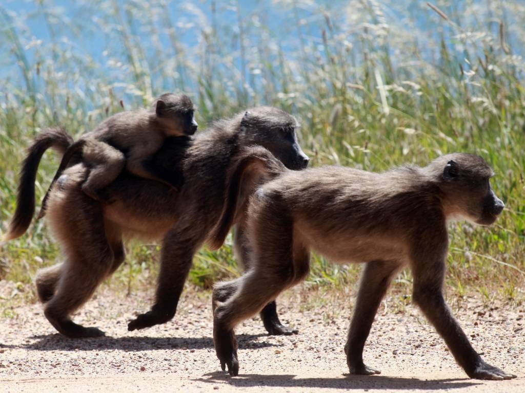 Three baboons are spotted near Cape Point.