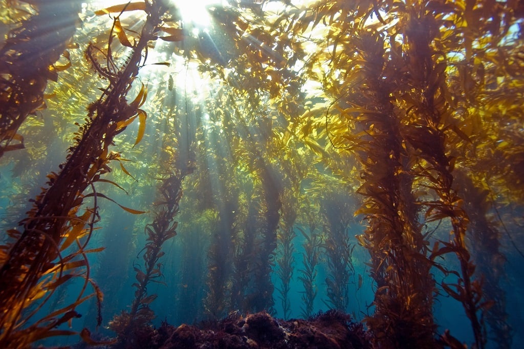Patagonia's kelp forest is helping to fight climate change.