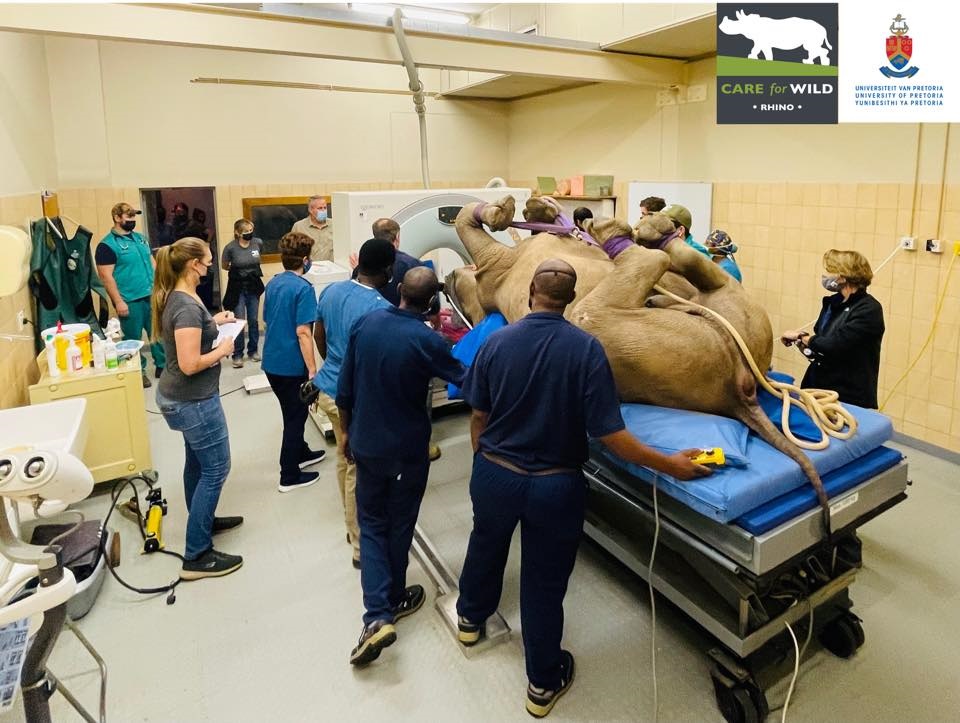 South African vets have completed their first CT scan on a rhino.
