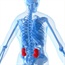 Screened 'high-risk' kidneys safe for organ transplant