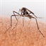 US malaria cases hit 40-year high