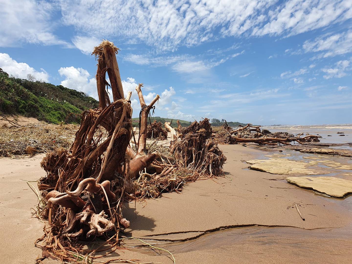 More debris, including large trees, cast out by the sea has forced Mandeni Municipality, on the KZN North Coast, to keep the Tugela Mouth Beach closed to the public.PHOTO: FACEBOOK