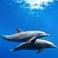Deepwater Horizon NRDA study shows possible oil impact on dolphins