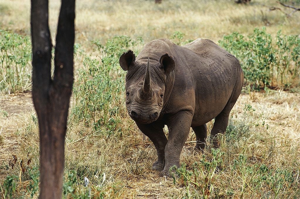 A black rhinoceros spotted at Hluhluwe-Imfolozi Park.