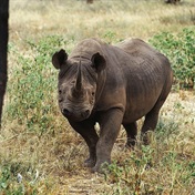 KwaZulu-Natal's 'rhino poaching hotspot' is due to get a R40-million fence 