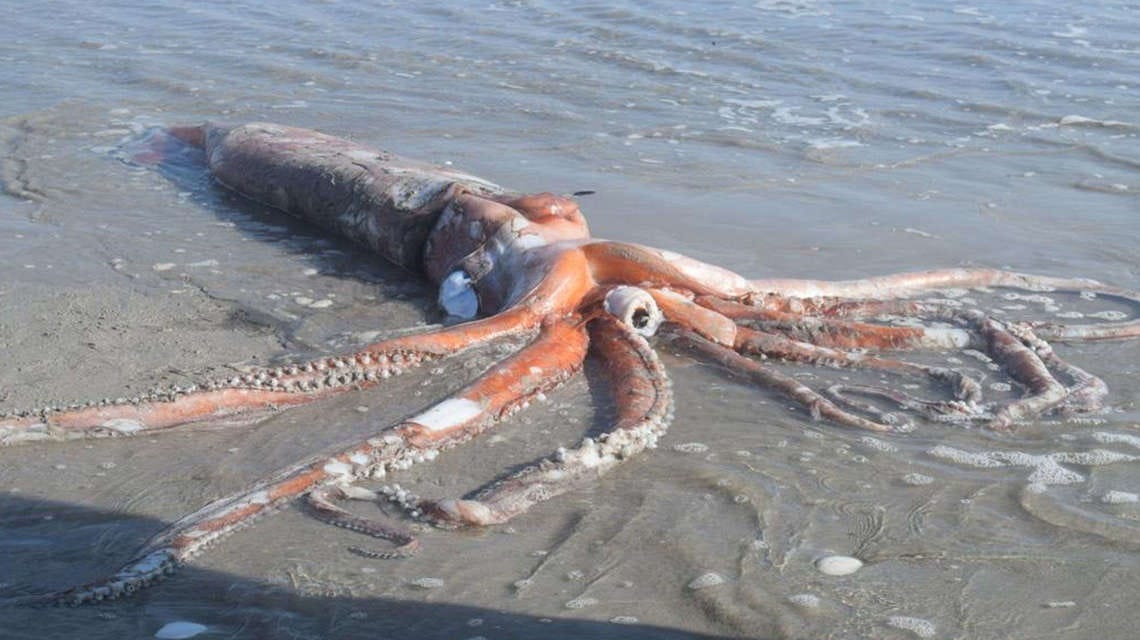 Photos show a rare, 4metre giant squid that washed ashore in the