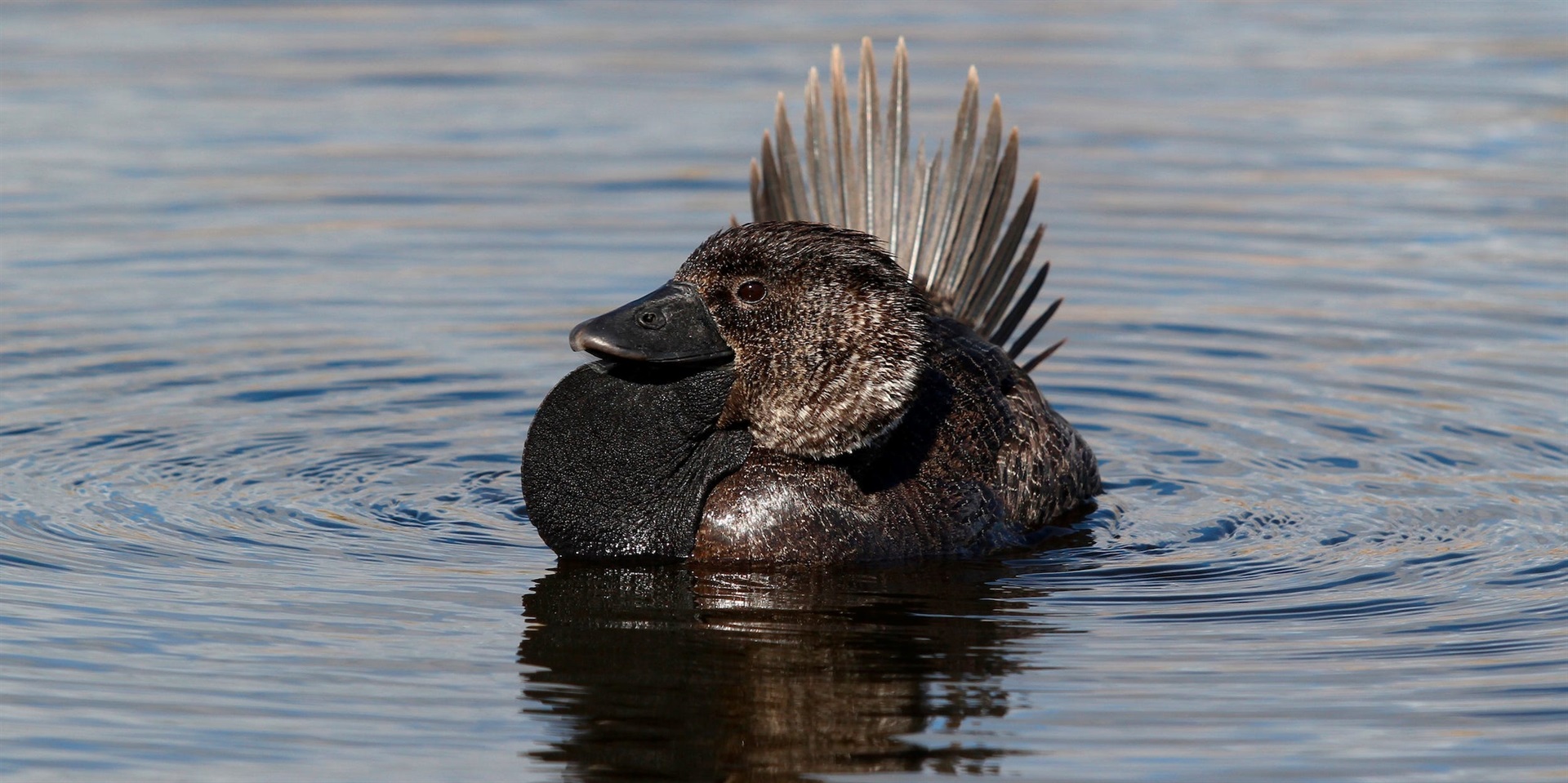 A male musk duck. Auscape/Universal Images Group via Getty Images