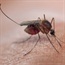 Malaria still a major threat