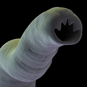 The ugly hookworm