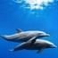 Japan defends dolphin hunt after US criticism
