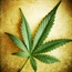 Marijuana used for medical benefits 
