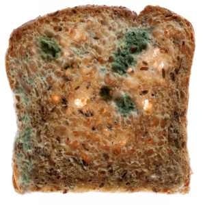 What Happens If You Eat Mold?, Moldy Food Explained