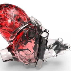 Artificial human heart from Shutterstock