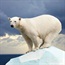 Africa's only polar bear mourns partner's death