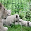 Rare white lion triplets born in Poland