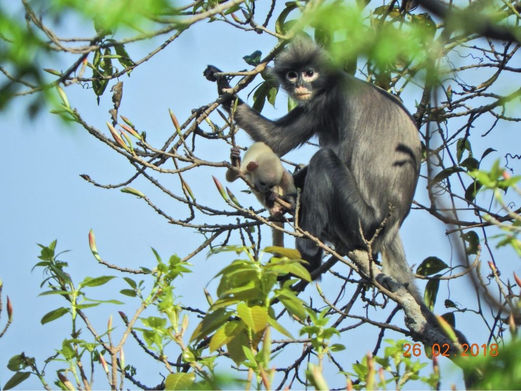 An adult female and juvenile Popa langur (Trachypithecus popa) in the crater of Mount Popa, Myanmar on 26 February 2018.