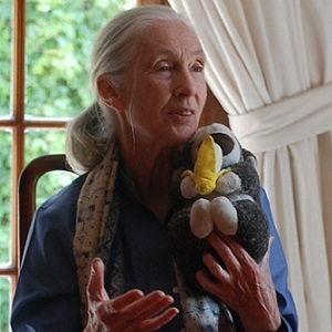 Goodall and her toy monkey travelling companion in Cape Town this week. Photo: Olivia Rose-Innes
