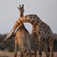 Questions and answers about giraffes in captivity