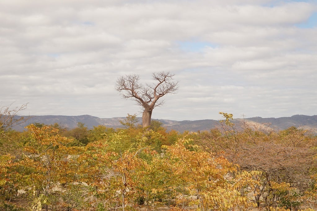 A forest protection project in Binga, Zimbabwe is funded through carbon credits.