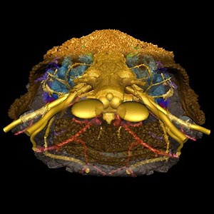 A reconstruction in three dimensions of the skull of the small fossil fish Romundina (415 million years old) that was scanned at the ESRF. Credit: Vincent Dupret, Uppsala University