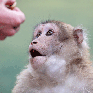 Chinese scientists create monkeys with autism gene