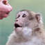 Genetically modified monkeys used to study autism