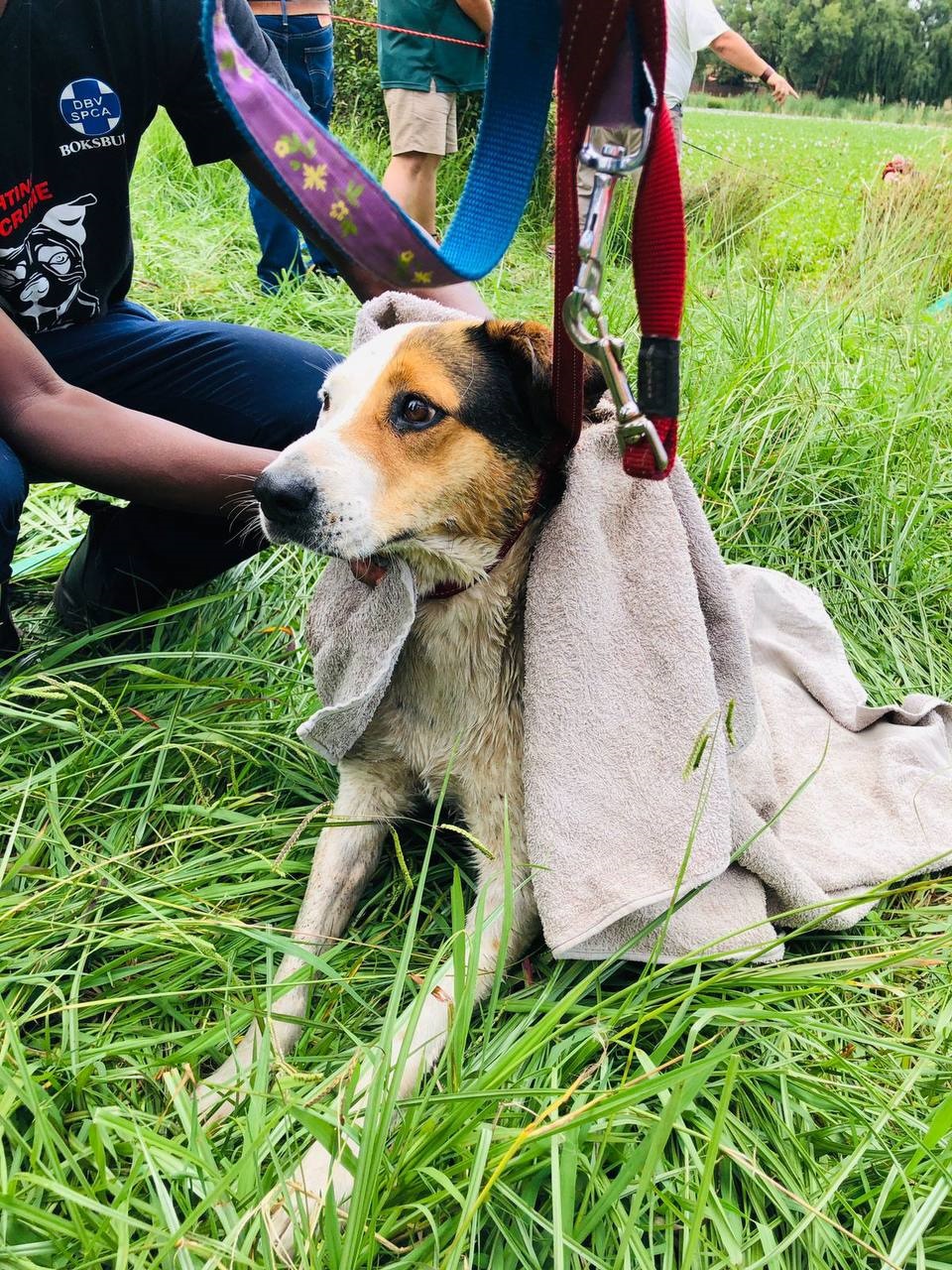 A dog has been rescued from a dam on the East Rand