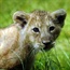 French zoo shows off rare Asiatic lion cubs